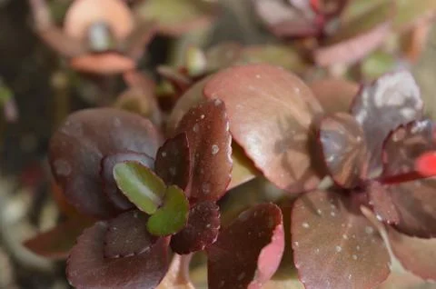 Close up of a bunch of red grapes Stock Photos