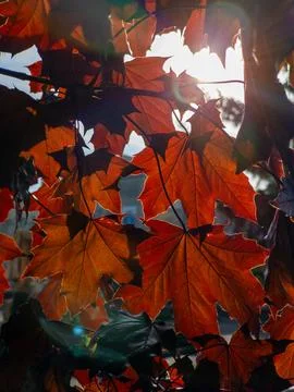 A close up of a bunch of red leaves on a tree Stock Photos