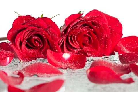Close up on a bunch of red rose Stock Photos