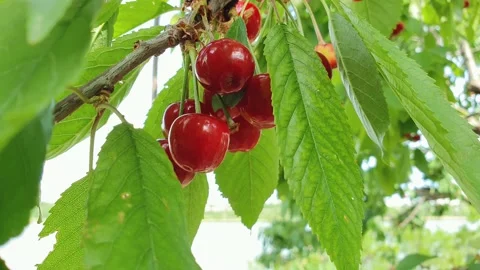Close up bunch of ripe red cherries on a tree twig. Fresh bio fruits growing in  Stock Footage 130812268