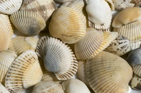 Close up of a bunch of seashells as a background. Foto stock