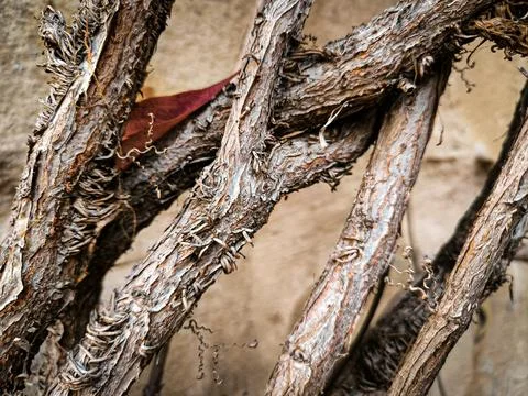 A close up of a bunch of twisted, gnarled tree branches. Stock Photos