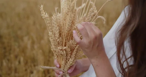 Close-up of the bunch of wheat held by young woman's hands. Stock Footage 142241738