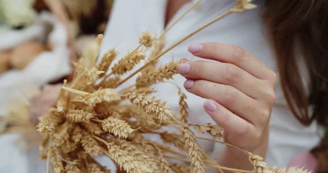 Close-up of the bunch of wheat held by young woman's hands. Video stock 142259105