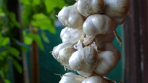 Close up of bunch of white garlic (Allium sativum) drying on wooden background Stock Footage 138796368