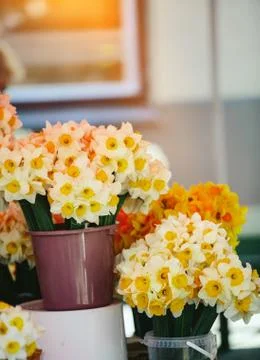 Close up bunch of yellow daffodils Stock Photos