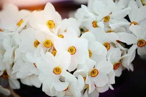 Close up bunch of yellow daffodils Stock Photos