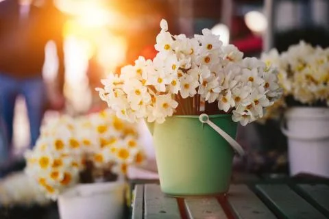 Close up bunch of yellow daffodils Stock Photos