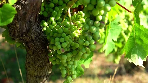 Close up of Bunches of grapes on a vine in a vineyard of Saumur, France Stock Footage 202187551