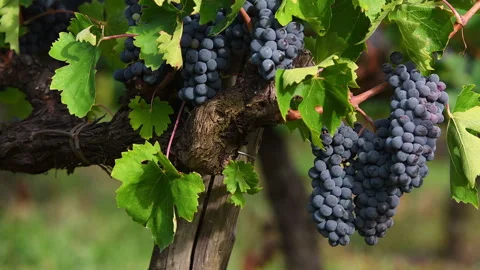 Close-up of bunches of red grapes on rows of vineyards Stock Footage 316551684