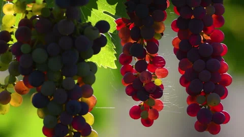 Close-up of bunches of red grapes in the Tuscan countryside Stockbeeldmateriaal 342339765