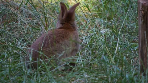 Close up of bunny Stock Footage 277229928