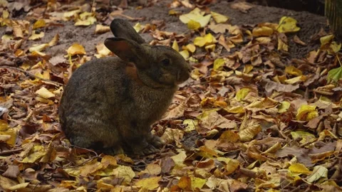 Close up of bunny rabbit eating Stock Footage 299656642