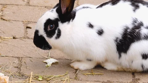 Close up of bunny Rabbit Video stock 124559659