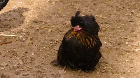 Close up of bunny rabbit Stock Footage 145975502