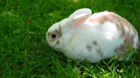 Close up on a bunny rabbit Stock Footage 198125487