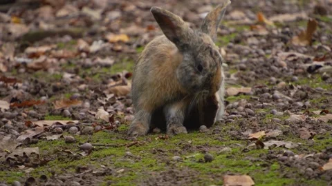 Close up of bunny rabbit sitting Video stock 299656485