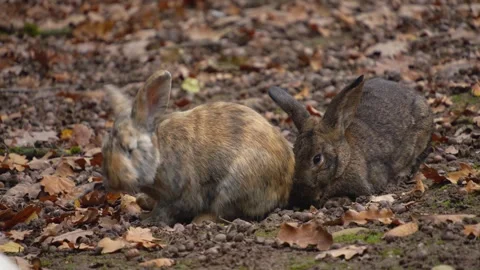Close up of bunny rabbit sitting Stock Footage 299656487
