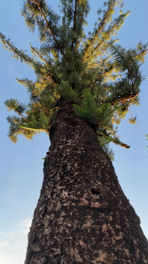 Close Up Bunya Pine Morning Sun Vidéo 301632534