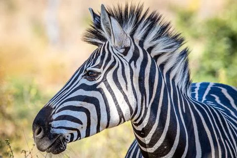 Close up of a Burchell's zebra head. 스톡 사진