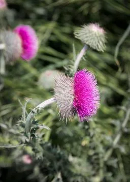 Close-up of burdock flower on grass background Stock Photos