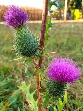 Close up of burdock flowers Fotos Stock