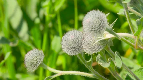 Close-up of burdock seeds waving in the wind. Stock Footage 134402037