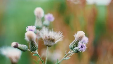 Close up of burdocks on glade in the rain Stock Footage 138046246