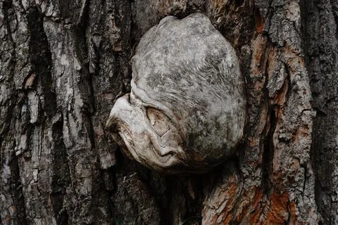 Close-up of a burl on a tree trunk showcasing textured bark and intricate wood 스톡 사진