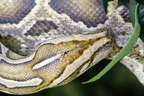 Close up of Burmese Python with a beatuful pattern 写真素材