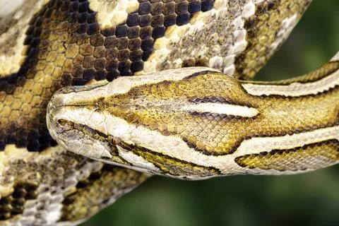 Close up of Burmese Python with a beautiful pattern 写真素材