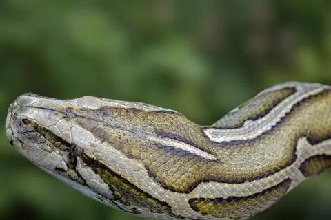 Close up of Burmese Python with a beautiful pattern 写真素材