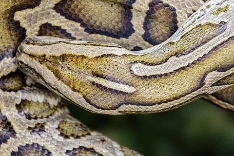 Close up of Burmese Python with a beautiful pattern Foto stock