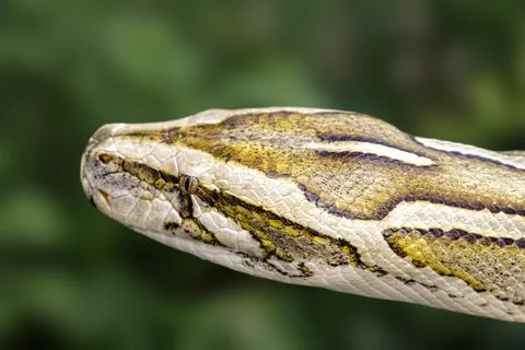 Close up of Burmese Python with a beautiful pattern 스톡 사진