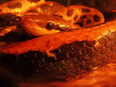 Close up of burmese python molurus bivittatus Photos