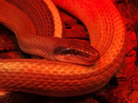 Close up of burmese python molurus bivittatus Stock Photos