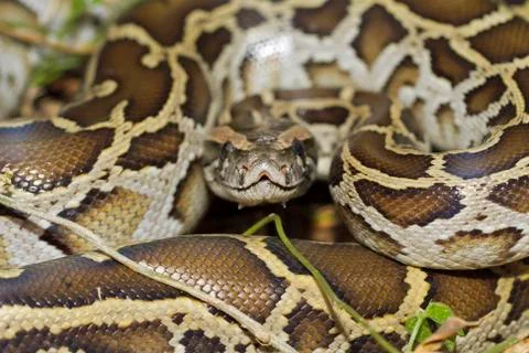 Close up of burmese python (python molurus bivittatus) Photos