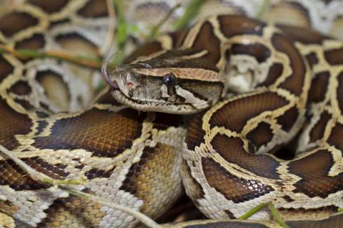 Close up of burmese python (python molurus bivittatus) Foto stock