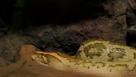 Close-up of a Burmese Python Raising Its Head Видео 343454263