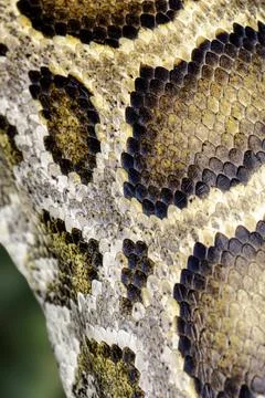 Close up of a Burmese Python scales Photos