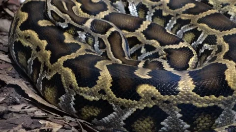 Close up on a Burmese Python snake, Python bivittatus, rolled up and 스톡 동영상 211791445