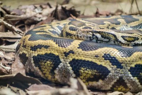 Close up on a Burmese Python snake, Python bivittatus, rolled up and static on 스톡 사진