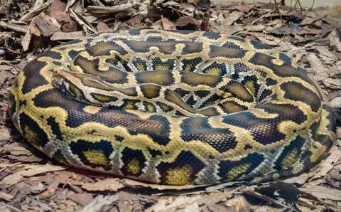 Close up on a Burmese Python snake, Python bivittatus, rolled up and static on 스톡 사진