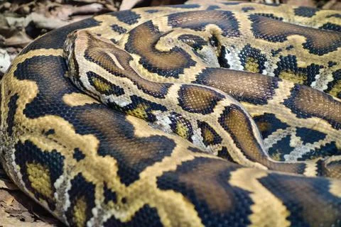 Close up on a Burmese Python snake, Python bivittatus, rolled up and static on Foto stock