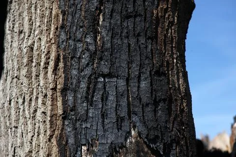 Close-Up of Burned Tree Trunk Texture Stock Photos