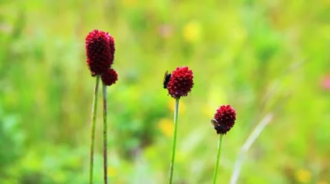 Close-up of burnet flowers 库存影片 10793235