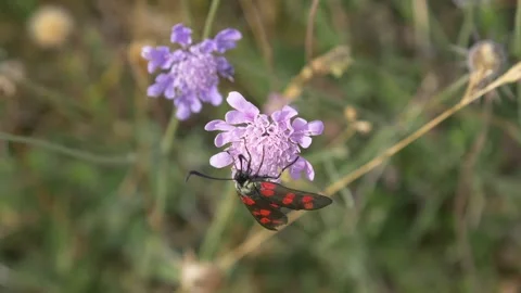 Close up of burnet moth flying away from pink flower in field during spring Stock Footage 172146090