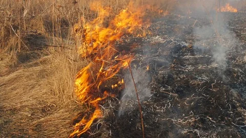 Close-up of the burning dry grass Stock Footage 72114024