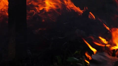 Close up: A burning forest fire Video stock 225284645