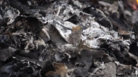 Close up: A burning forest fire Stock Footage 225287172